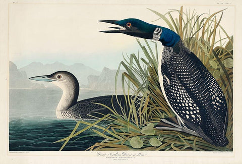 Great Northern Diver or Loon White Modern Wood Framed Art Print with Double Matting by Audubon, John James