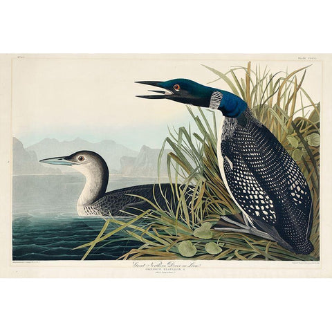 Great Northern Diver or Loon Black Modern Wood Framed Art Print with Double Matting by Audubon, John James