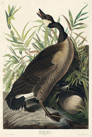 Canada Goose Black Ornate Wood Framed Art Print with Double Matting by Audubon, John James