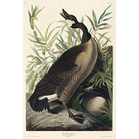 Canada Goose Gold Ornate Wood Framed Art Print with Double Matting by Audubon, John James