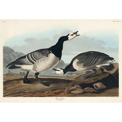 Barnacle Goose Gold Ornate Wood Framed Art Print with Double Matting by Audubon, John James