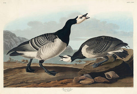 Barnacle Goose White Modern Wood Framed Art Print with Double Matting by Audubon, John James