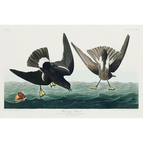 Stormy Petrel Black Modern Wood Framed Art Print with Double Matting by Audubon, John James