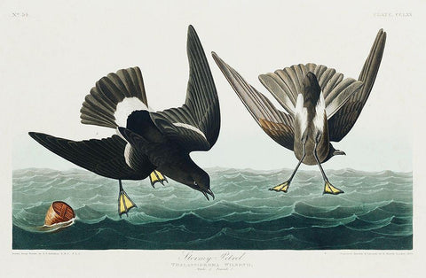 Stormy Petrel White Modern Wood Framed Art Print with Double Matting by Audubon, John James