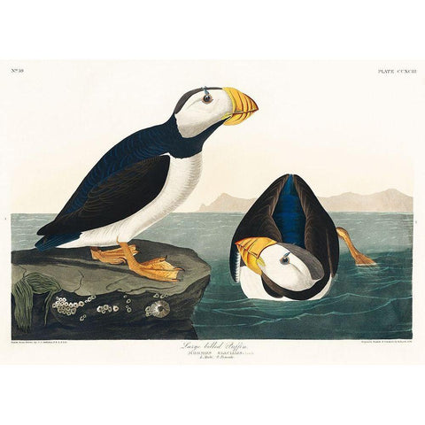 Large billed Puffin Gold Ornate Wood Framed Art Print with Double Matting by Audubon, John James