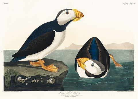 Large billed Puffin White Modern Wood Framed Art Print with Double Matting by Audubon, John James