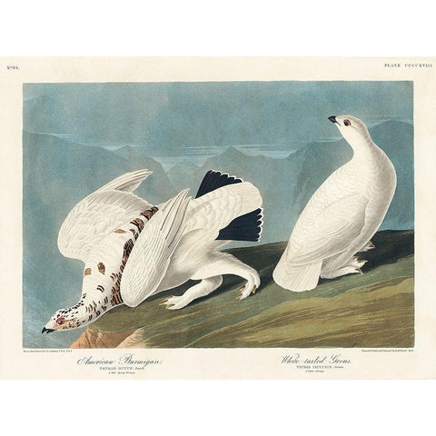 American Ptarmigan and White-tailed Grous White Modern Wood Framed Art Print by Audubon, John James