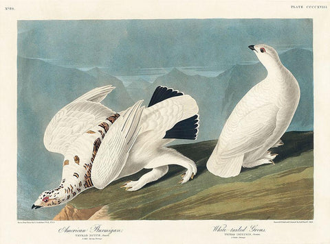 American Ptarmigan and White-tailed Grous White Modern Wood Framed Art Print with Double Matting by Audubon, John James