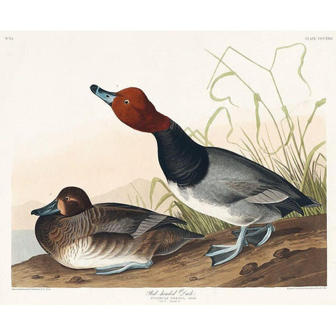 Red-headed Duck White Modern Wood Framed Art Print by Audubon, John James