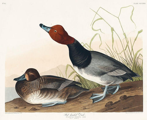 Red-headed Duck Black Ornate Wood Framed Art Print with Double Matting by Audubon, John James