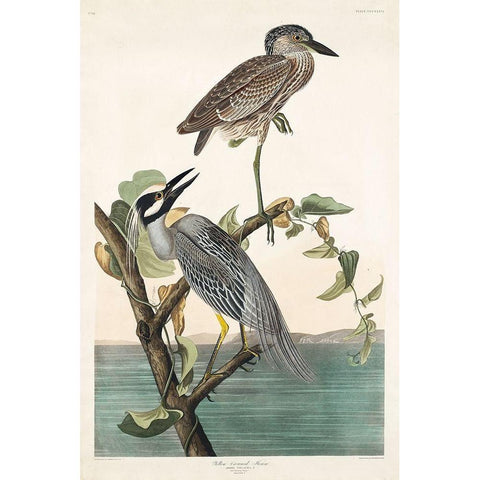 Yellow-Crowned Heron White Modern Wood Framed Art Print by Audubon, John James