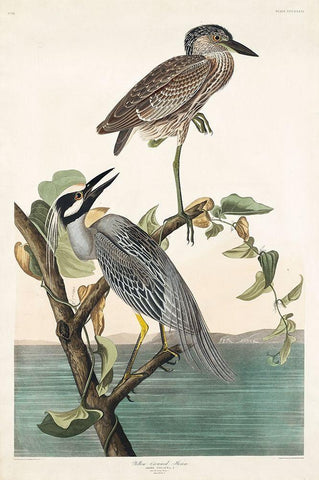 Yellow-Crowned Heron Black Ornate Wood Framed Art Print with Double Matting by Audubon, John James