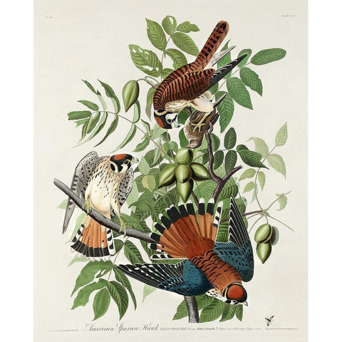 American Sparrow Hawk Black Modern Wood Framed Art Print with Double Matting by Audubon, John James