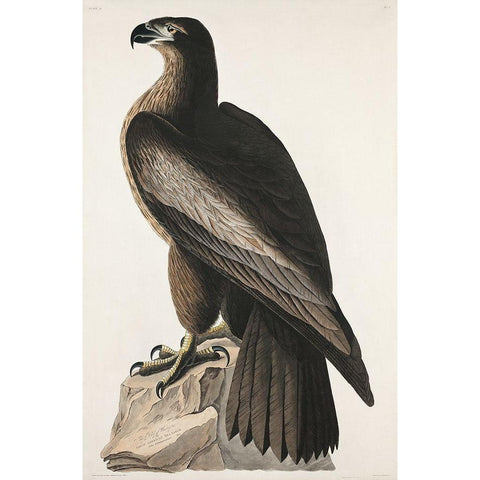 The Bird of Washington or Great American Sea Eagle White Modern Wood Framed Art Print by Audubon, John James