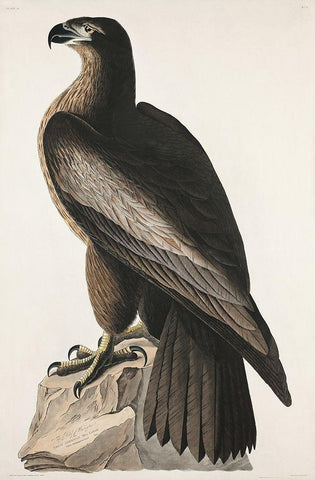 The Bird of Washington or Great American Sea Eagle Black Ornate Wood Framed Art Print with Double Matting by Audubon, John James