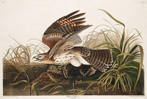 Winter Hawk Black Ornate Wood Framed Art Print with Double Matting by Audubon, John James