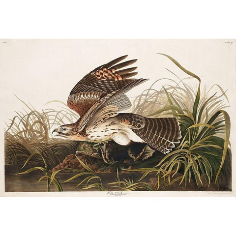 Winter Hawk Gold Ornate Wood Framed Art Print with Double Matting by Audubon, John James