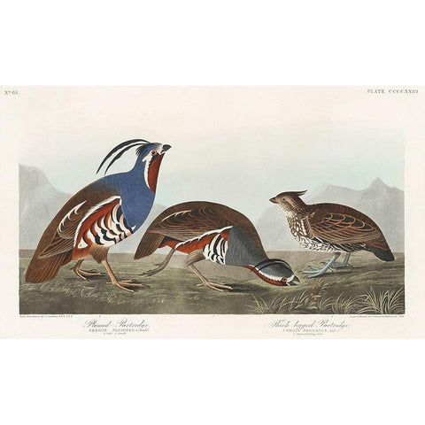 Plumed Partridge and Thick-legged Partridge White Modern Wood Framed Art Print by Audubon, John James