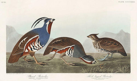 Plumed Partridge and Thick-legged Partridge Black Ornate Wood Framed Art Print with Double Matting by Audubon, John James