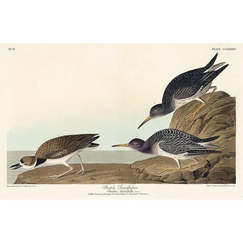 Purple Sandpiper Black Modern Wood Framed Art Print with Double Matting by Audubon, John James