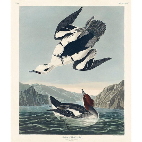 Smew or White Nun Black Modern Wood Framed Art Print with Double Matting by Audubon, John James