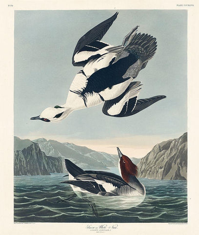 Smew or White Nun White Modern Wood Framed Art Print with Double Matting by Audubon, John James