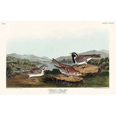 Lapland Long-spur Black Modern Wood Framed Art Print with Double Matting by Audubon, John James