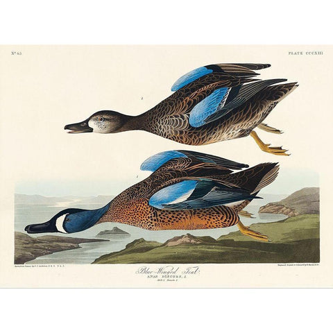 Blue-Winged Teal White Modern Wood Framed Art Print by Audubon, John James