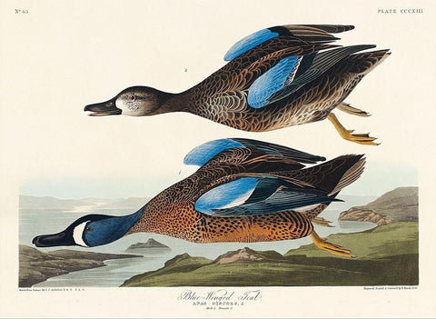 Blue-Winged Teal Black Ornate Wood Framed Art Print with Double Matting by Audubon, John James