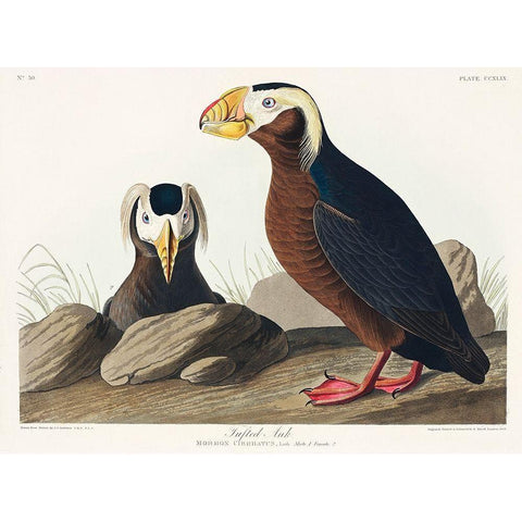 Tufted Auk Black Modern Wood Framed Art Print with Double Matting by Audubon, John James