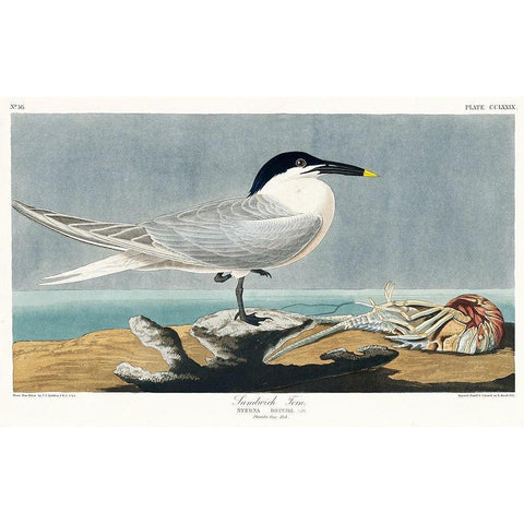 Sandwich Tern White Modern Wood Framed Art Print by Audubon, John James