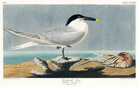 Sandwich Tern White Modern Wood Framed Art Print with Double Matting by Audubon, John James