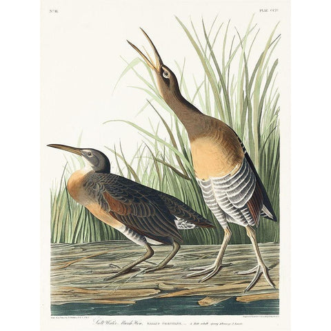 Salt Water Marsh Hen Gold Ornate Wood Framed Art Print with Double Matting by Audubon, John James