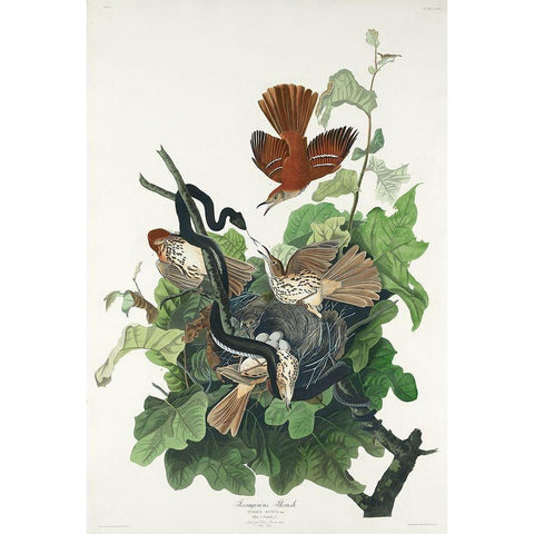 Ferruginous Thrush Black Modern Wood Framed Art Print with Double Matting by Audubon, John James