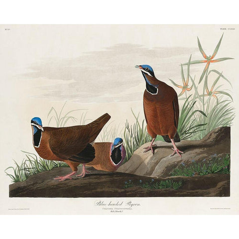 Blue-headed Pigeon White Modern Wood Framed Art Print by Audubon, John James