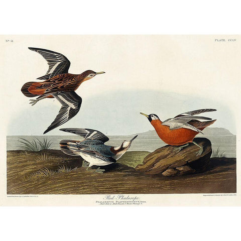 Red Phalarope Black Modern Wood Framed Art Print with Double Matting by Audubon, John James