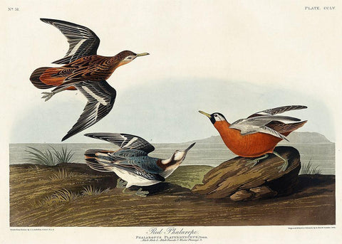 Red Phalarope White Modern Wood Framed Art Print with Double Matting by Audubon, John James