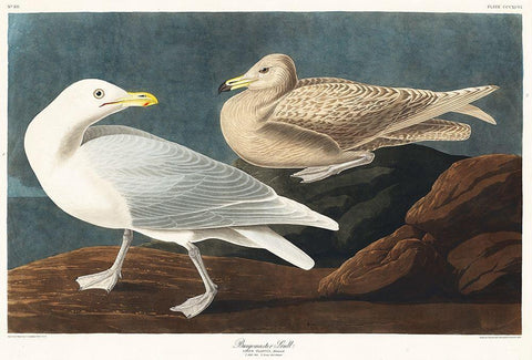 Burgomaster Gull Black Ornate Wood Framed Art Print with Double Matting by Audubon, John James