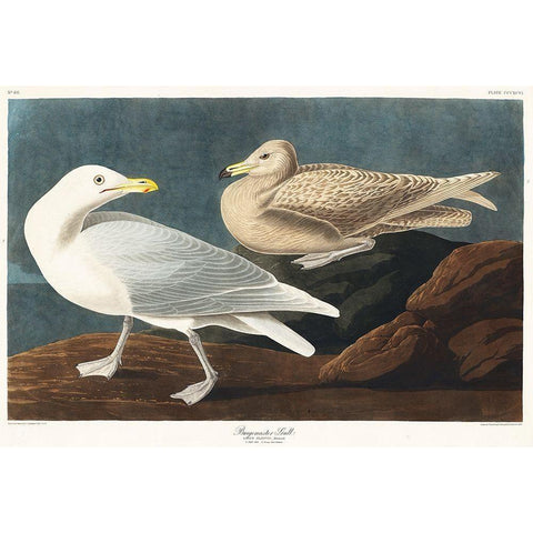 Burgomaster Gull Black Modern Wood Framed Art Print with Double Matting by Audubon, John James