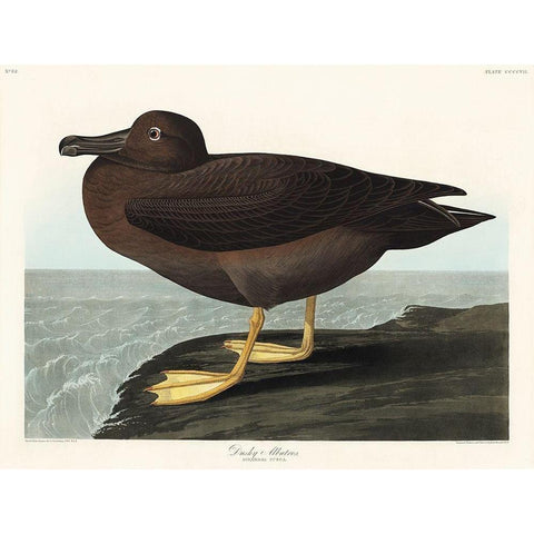 Dusky Albatros Gold Ornate Wood Framed Art Print with Double Matting by Audubon, John James