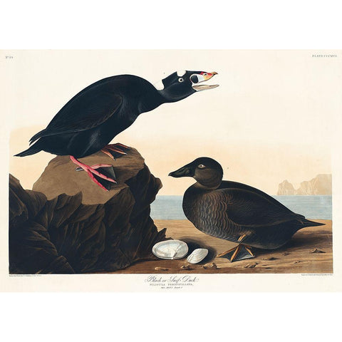 Black or Surf Duck White Modern Wood Framed Art Print by Audubon, John James