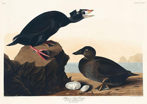 Black or Surf Duck White Modern Wood Framed Art Print with Double Matting by Audubon, John James