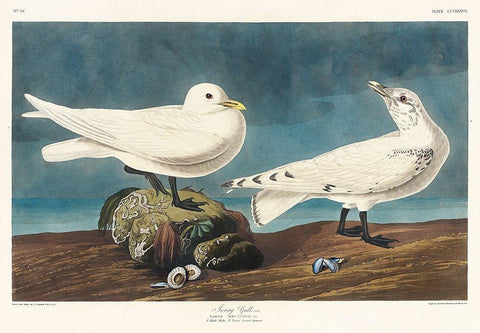 Ivory Gull Black Ornate Wood Framed Art Print with Double Matting by Audubon, John James