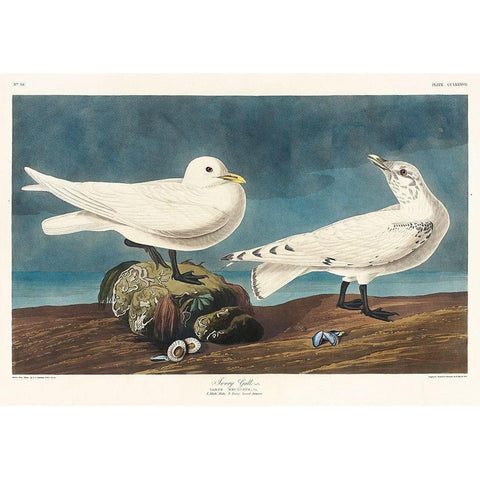 Ivory Gull Black Modern Wood Framed Art Print with Double Matting by Audubon, John James