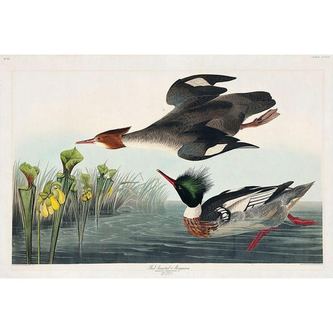 Red-breasted Merganser Gold Ornate Wood Framed Art Print with Double Matting by Audubon, John James