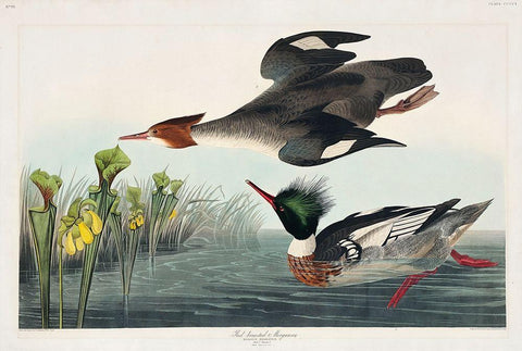 Red-breasted Merganser Black Ornate Wood Framed Art Print with Double Matting by Audubon, John James