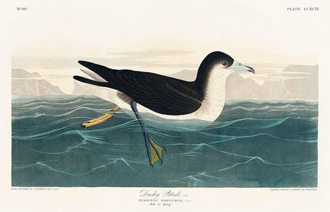 Dusky Petrel White Modern Wood Framed Art Print with Double Matting by Audubon, John James