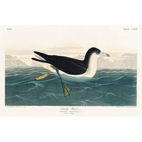 Dusky Petrel Black Modern Wood Framed Art Print with Double Matting by Audubon, John James