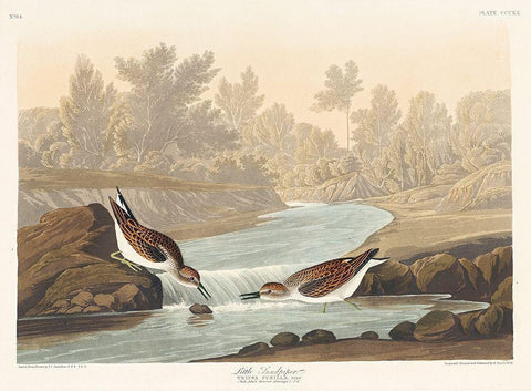 Little Sandpiper Black Ornate Wood Framed Art Print with Double Matting by Audubon, John James