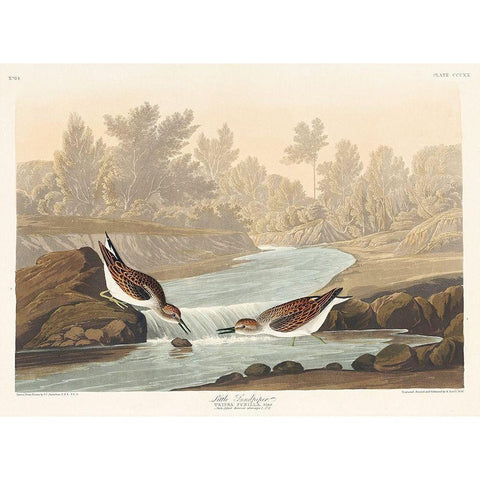 Little Sandpiper Black Modern Wood Framed Art Print with Double Matting by Audubon, John James